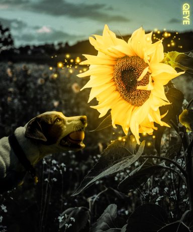 Un chien renifle un tournesol lumineux dans un champ verdoyant.