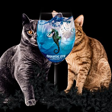 Deux chats aux couleurs différentes entourent un verre décoré d'un fantastique hippocampe.