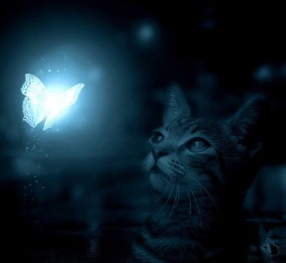 Un chat observant un papillon lumineux dans une ambiance nocturne.